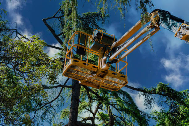 Professional Tree Services in Kittredge, CO